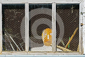 A stylized human face looks out of a window covered by a wire mesh