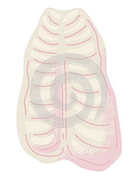 Stylized human ribcage anatomy illustration. Educational diagram of chest bones structure. Medical study and health care