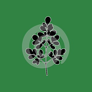 Moringa Leaf Silhouette on Green Background