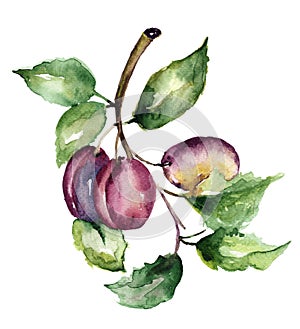 Stylized illustration of plums