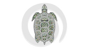 Stylized illustration of a turtle viewed