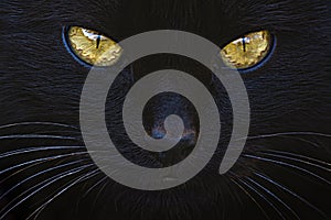 Stylized image of a black cat