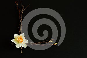 Stylized letter Â«LÂ» from birch twigs decorated with delicate fragile white narcissus on black background. Play of light and