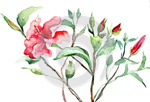 Stylized Malva flower photo