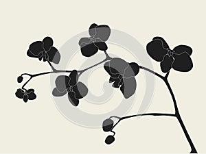 Stylized orchid branch photo