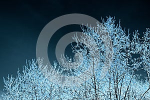 Stylized photo. Frozen winter forest with snow covered trees