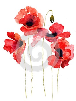 Stylized Poppy flowers illustration