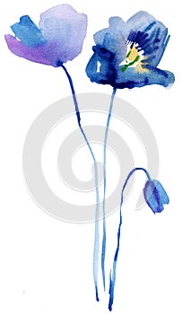 Stylized Poppy flowers illustration. watercolor background .