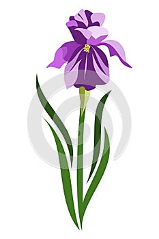 Stylized Purple Bearded Iris Flower