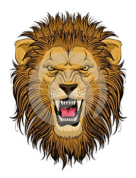 Roaring lion head photo