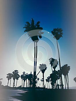 Stylized silhouette photo of palm trees at night at Venice Beach USA