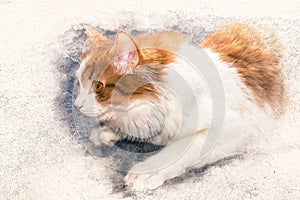 Stylized by watercolor sketch painting of a hunting cat