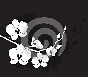 Stylized white orchid photo