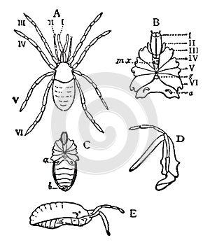 Stylocellus Sumatranus, vintage illustration