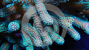 Stylophora Coral Polyps