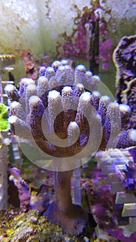 Stylophora pistillata , also known as Milky Stylophora SPS coral