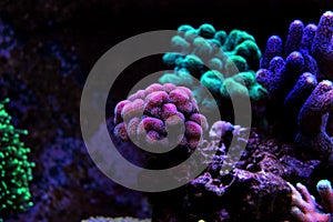 Stylophora sps coral