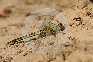 Stylurus Gomphus flavipes - The river clubtail or yellow-legged dragonfly is a species of dragonfly in the family Gomphidae