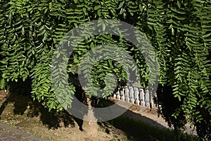 Styphnolobium japonicum pendula tree in a public park