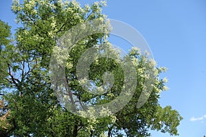 Styphnolobium japonicum tree in bloom against blue sky in August