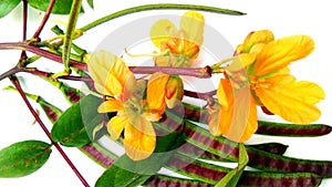 Styptic weed coffeeweed flowers fruits image photo