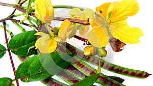 Styptic weed coffeeweed flowers fruits photo