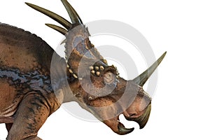 Styracosaur isolated on white background