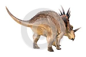 Styracosaurus dinosaur on isolated background