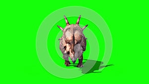 Styracosaurus Triceratops Run Front Static Loop Dinosaurs Jurassic Green Screen