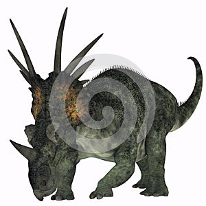 Styracosaurus on White photo