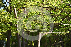 Styrax japonica Japanese snowbell bark and leaves photo