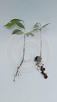 Styrax sumatrana paralelloneurum young plants isolated on white background