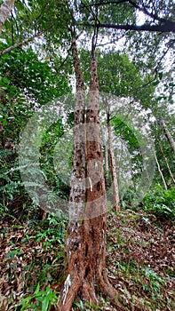 Styrax sumatrana trees, fern, and other plants in Sumatra tropical rainforest, Indonesia