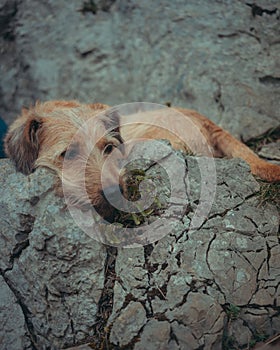Styrian Coarse-haired Hounddog relaxing on a rocky surface