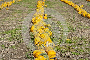 Styrian Oil Pumpkins