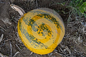 Styrian Oil Pumpkins