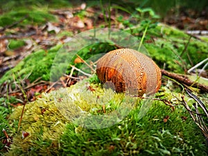 Stinking puffball photo