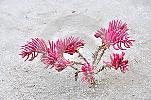 Suaeda maritima