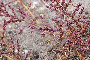 Suaeda maritima, Chenopodiaceae