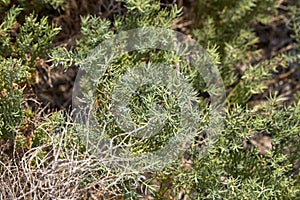 Suaeda maritima tree