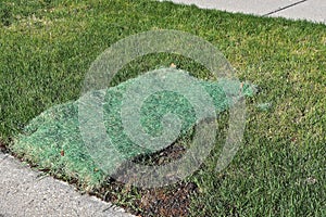 Suares of grass seed netting placed over lawn areas photo