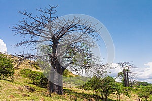 Suarez Baobab