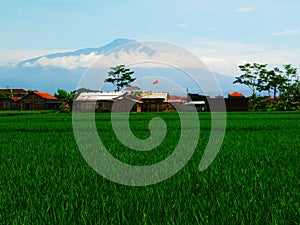 Suasana pedesaan dihamparan sawah dan gunung photo