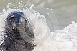 Suave elegant grey seal wrapped in water. Wildlife photography close-up