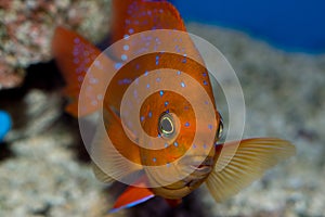 Sub Adult Garibaldi Damsel Hypsypops rubicunda