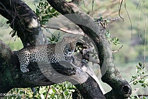 Sub adult leopard resting in the trees