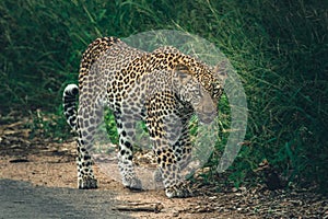 A sub-adult leopard sneaking down at the edge of the road in Kruger National Park.