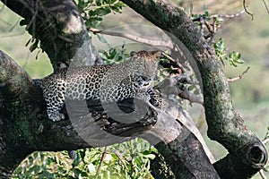 Sub adult leopard watchful in the trees