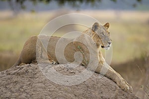 Sub-adult Lion (Panthera leo) lying on top of a termite mound