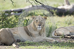 Sub adult, Male African Lion (Panthera leo) Tanzania